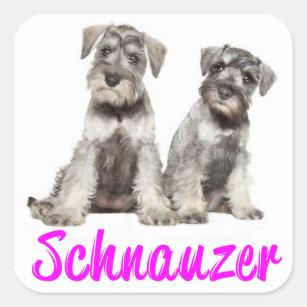 Miniature Schnauzer Puppy Dog Love Sticker