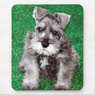 Miniature Schnauzer Puppy Mousepad