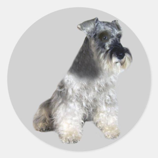 Miniature Schnauzer Sticker (Front)