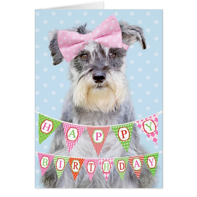 Miniature Schnauzer Wearing Pink Polka Dot Bow (Front)