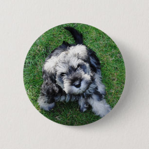 Miniature Schnuazer Puppy Button