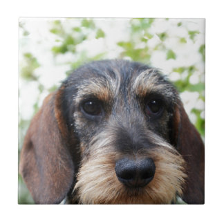 Miniature Wire Haired Dachshund Tile