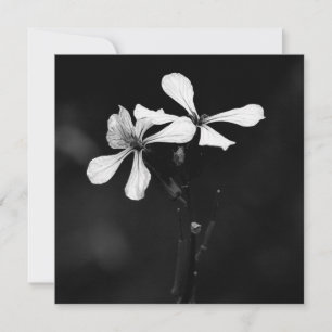 minimal black and white floral card