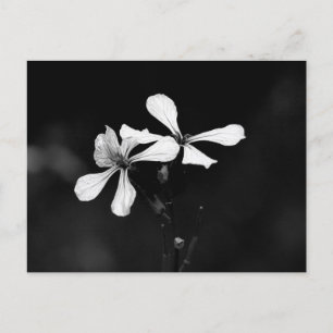 minimal black and white floral invitation postcard