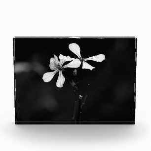 minimal black and white floral photo block