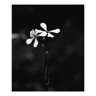 minimal black and white floral photo print