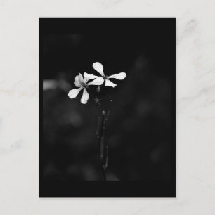 minimal black and white floral postcard