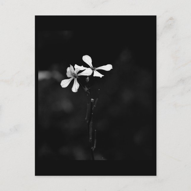 minimal black and white floral postcard (Front)