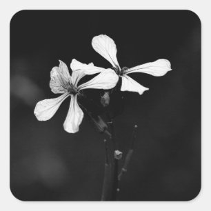 minimal black and white floral square sticker