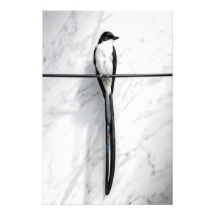 Minimalist Bird on Wire Photography Photo Print