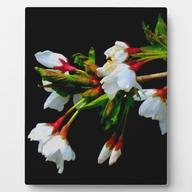 Minimalist Black White flowering Cherry Blossoms Plaque (Front)