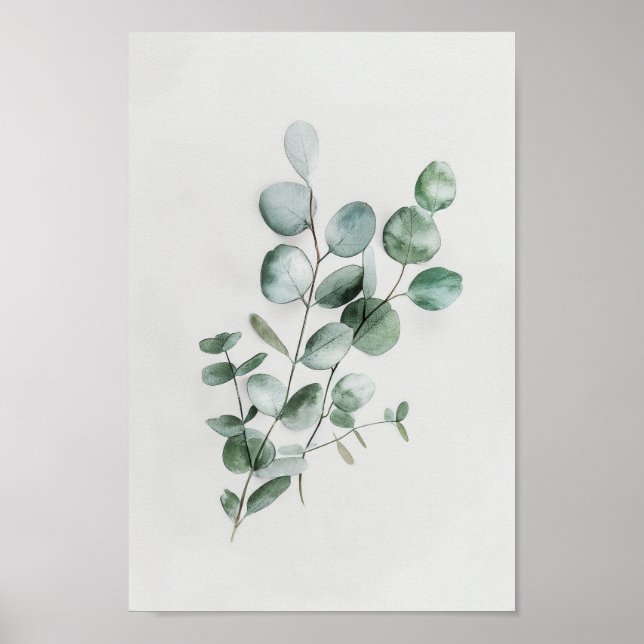 Minimalist Botanical Eucalyptus in Watercolor  Poster (Front)