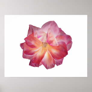 Minimalist Floral Rose Blossom Poster
