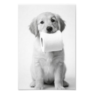 Minimalist Fun Golden Retriever Puppy Toilet Paper Photo Print