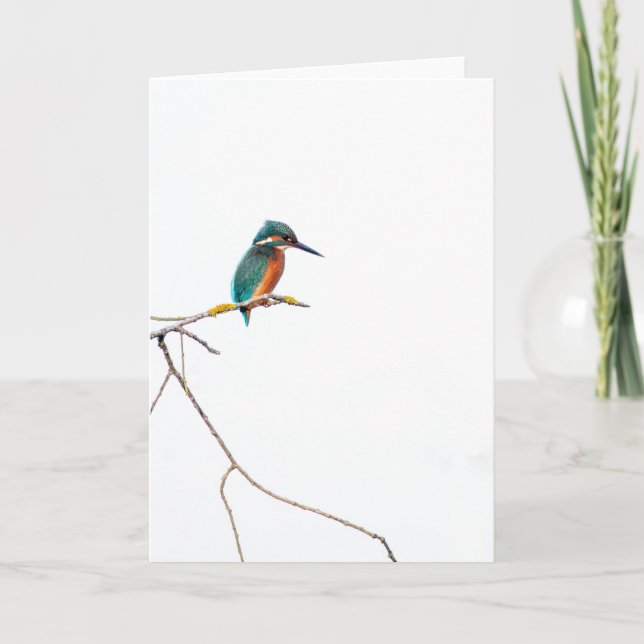 Minimalist Kingfisher on white for birdwatchers Card (Front)