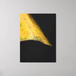 Minimalist Nature Photography Leaf in Shadow  Canvas Print