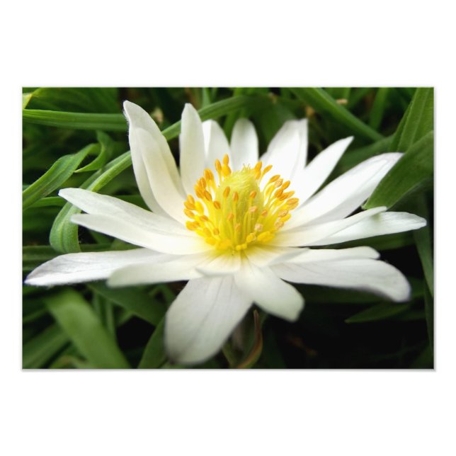 Minimalist Nature White Anemone Flower Photo Print (Front)