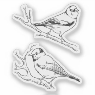 Minimalist North American Birds Line Art Pattern