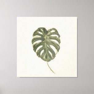 Minimalist Variegated Monstera Leaf Vintage Cream Canvas Print