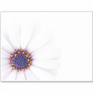 Minimalist White Daisy flower on White Background