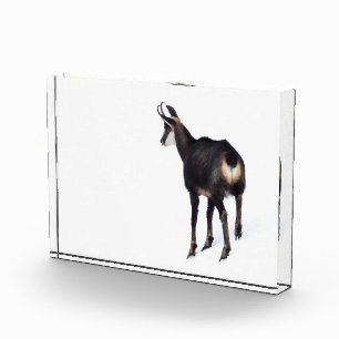 Minimalistic Alpine Chamois mountain goat on snow Photo Block