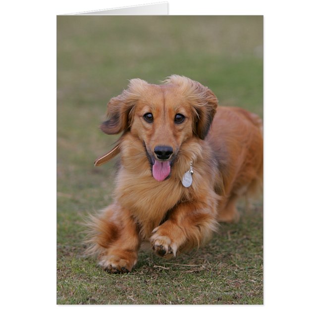 Miniture Dachshund Running (Front)
