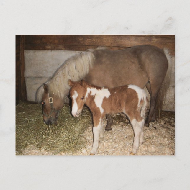 Miniture Pony and Baby Postcard (Front)