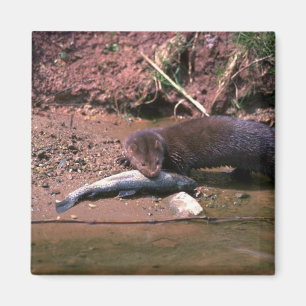 Mink with small fish magnet