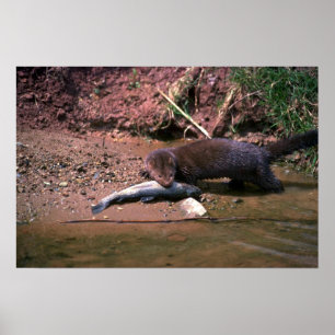 Mink with small fish poster