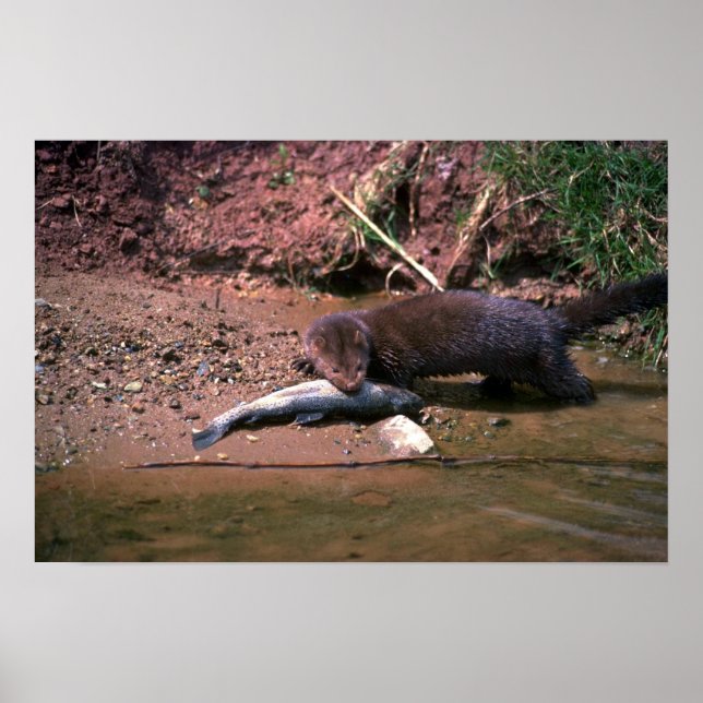 Mink with small fish poster (Front)