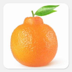 Minneola tangelo citrus fruit square sticker