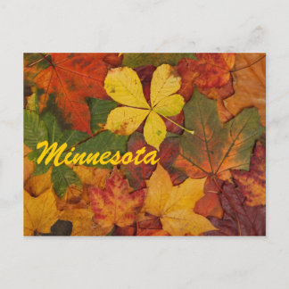 Minnesota Autumn Leaves Postcard