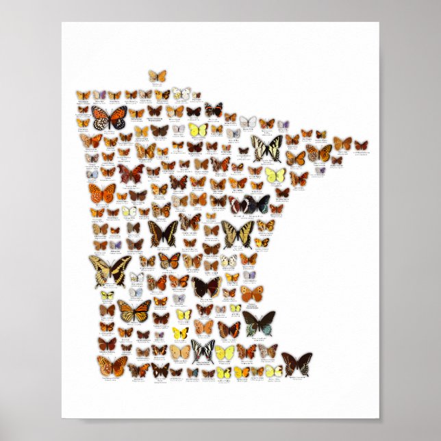 Minnesota Butterflies Poster (Front)