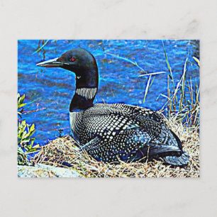 Minnesota Common Loon Postcard