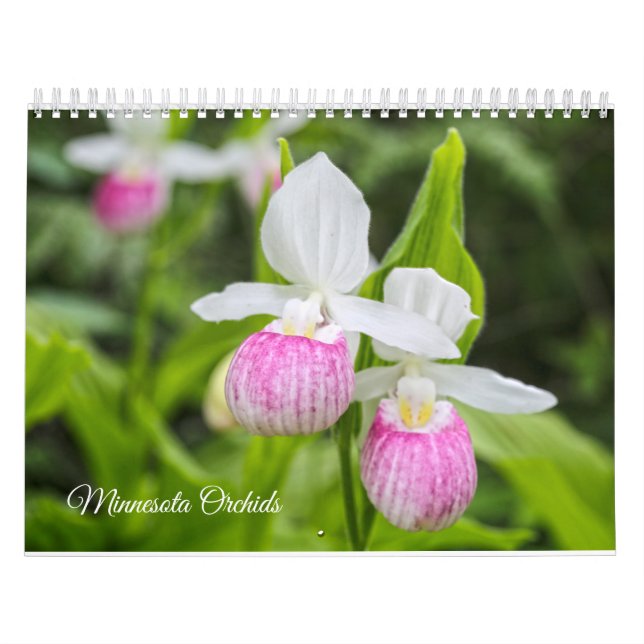 Minnesota Orchids calendar (Cover)