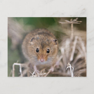 Minnie Postcard