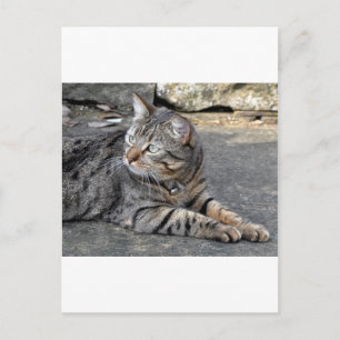 Minnie the Minx Postcard