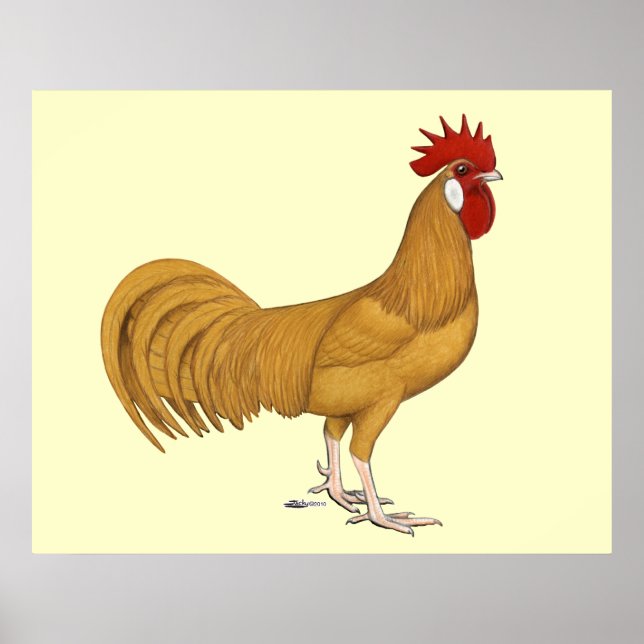 Minorca:  Buff Rooster Poster (Front)