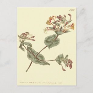 Minorca Honeysuckle Yellow Illustration Postcard