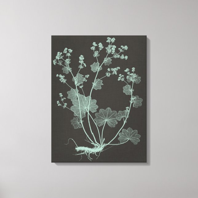 Mint & Charcoal Nature Study I Canvas Print (Front)