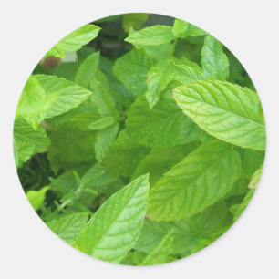 Mint Classic Round Sticker