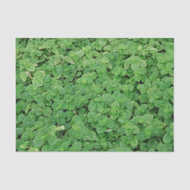 Mint Foliage Tissue Paper (Front)
