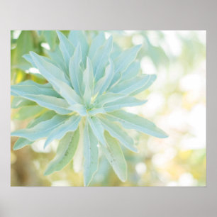 Mint Green Succulent Cactus Flower Nature Fine Art Poster