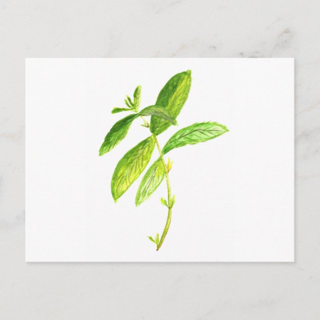 Mint herb Mint watercolour Mint print Postcard (Front)