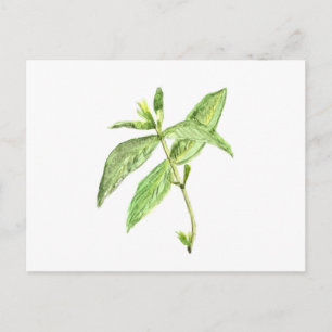Mint herb postcard