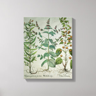 Mint: Mentha crispa Canvas Print