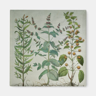 Mint: Mentha crispa Magnet