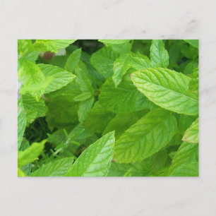 Mint Postcard