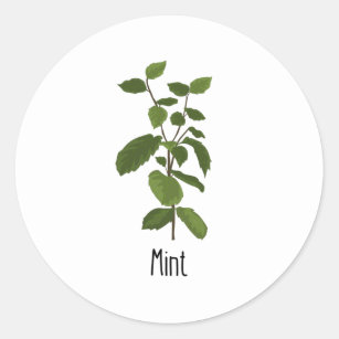 Mint Spices Herb Classic Round Sticker