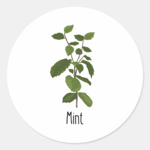 Mint Spices Herb Classic Round Sticker